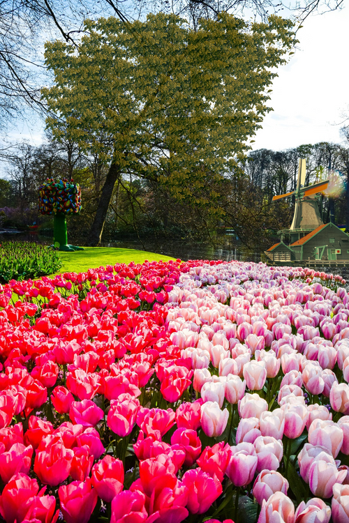 Boven de bloei: Onthul de magie van het Bloemencorso met Tedroka Drones