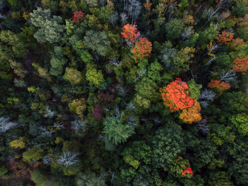 Onthulling van de majesteit van de natuur: Tedroka Drone Fotografie en het vergroten van de liefde voor bomen in Europa